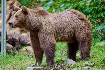 The brown bear Photographed in Transfagarasan, Romania. A place that became famous for the large number of bears.