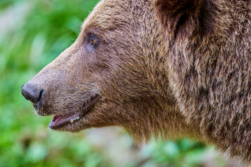 The brown bear Photographed in Transfagarasan, Romania. A place that became famous for the large number of bears.