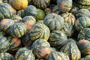 Fototapeta na wymiar A Display of Freshly Harvested Harlequin Pumpkin Fruiits.