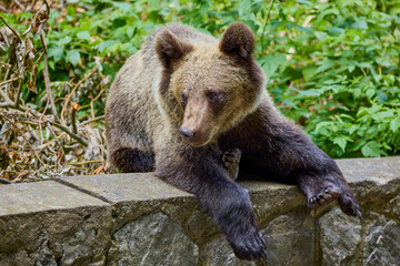 The brown bear Photographed in Transfagarasan, Romania. A place that became famous for the large number of bears.