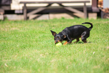 puppy of a black miniature pinscher playing in the garden