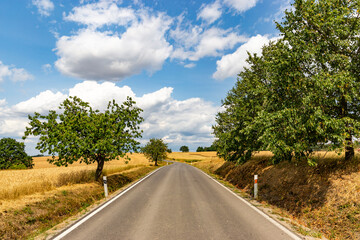 Road among summer ripe fields and cherry trees
