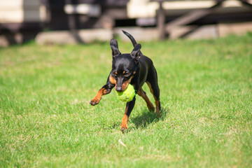 puppy of a black miniature pinscher playing in the garden