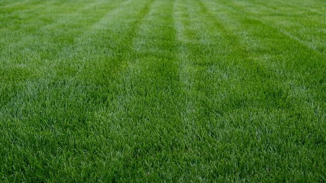 Close-up green grass, natural greenery texture of lawn garden. Stripes after mowing lawn court. Lawn for training football pitch, Golf Courses.