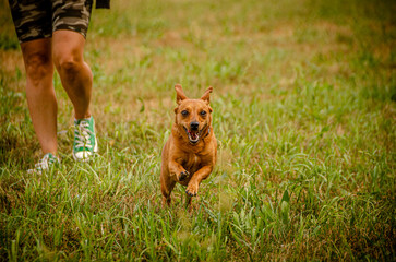 Naklejka premium small brown happy dog playing and running with his female owner