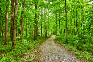 Park with large small stone trail through woods, forest, background asset, winding path
