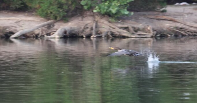 Slow motion clip of a double-crested cormorant running over a lake surface and taking to flight, then defacating