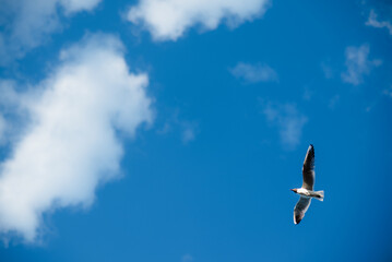 seagull flying in the sky