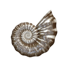 Isolated seashell on transparent background
