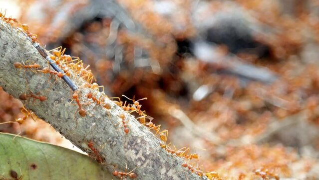 Weaver ants (Oecophylla smaragdina) on a liane carry parts from a dead bird