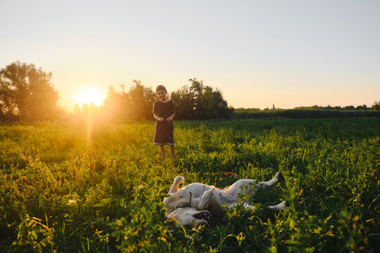 Cute Caucasian Blond Boy Walking In Field At Sunset With A Labrador. The Dog Is Lying On Back In The Green Grass And Enjoying Life. A Young Pet Owner. A Child And An Animal Have Fun Together.