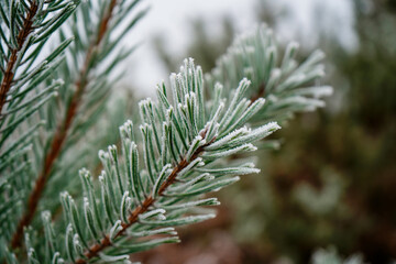 Close up of frozen pine tree needles