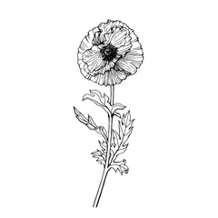 Poppy flower with leaves (Papaver rhoeas, tulip poppy). Black and white outline illustration, hand drawn work isolated on white background