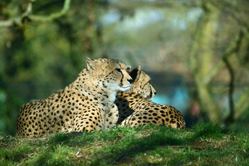 Geparden, Paar, auf Wiese © R+R