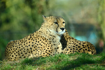 Geparden, Paar, auf Wiese © R+R