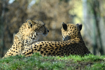 Geparden, Paar, auf Wiese © R+R