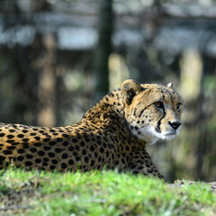 Geparden, Paar, auf Wiese