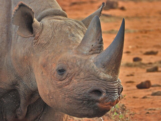 rhino on white © Jakub