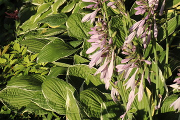 Natural, fresh, beautiful, purple bell flowers, green plants in the garden in summer