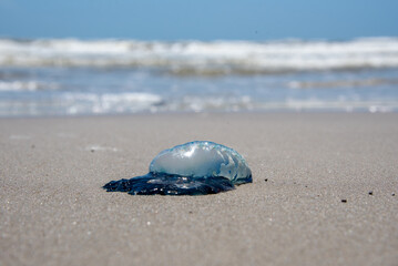 Portuguese man o' war jellyfish on sandy beach