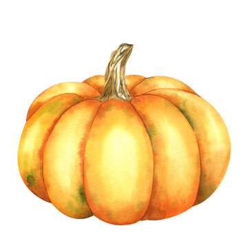 Ripe orange pumpkin. Farm organic autumn vegetables. Isolated. Watercolor illustration. Hand drawing. It is perfect for thanksgiving and halloween cards or posters
