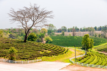 The natural background of the tea plantation and the bright sky surrounding it, the blur of sunlight hitting the leaves and the cool breeze blowing.