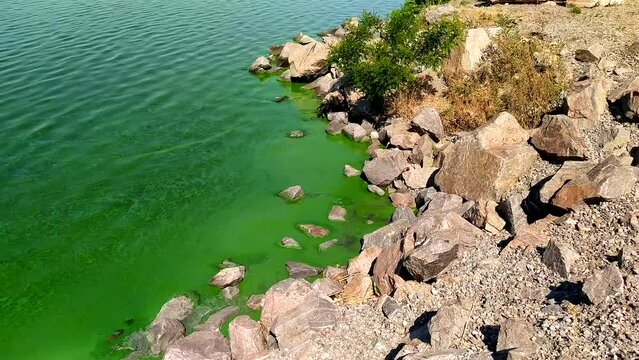 dnieper river, water bloom, green water, algae bloom in the river, ecology, lack of oxygen, fish kill