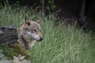 Italian wolf in the forest (Canis lupus italicus)