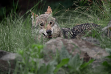 Naklejka na ściany i meble Face to face with the Italian wolf (Canis lupus italicus)