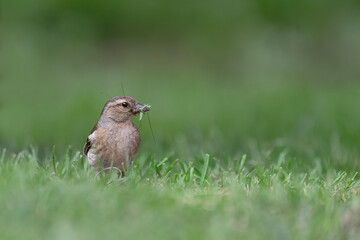 At hunt in the meadow, the common chaffinch female (Fringilla coelebs)