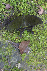 Butterfly from the Taiwan (Papilio bianor)Emerald butterfly 