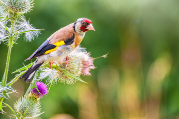 European goldfinch, feeding on the seeds of thistles. Carduelis carduelis.