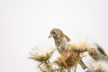 European goldfinch with juvenile plumage, feeding on the seeds of thistles. Carduelis carduelis.