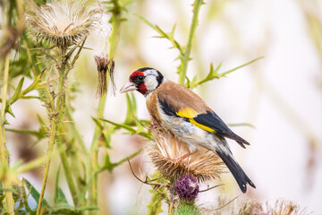 European goldfinch, feeding on the seeds of thistles. Carduelis carduelis.