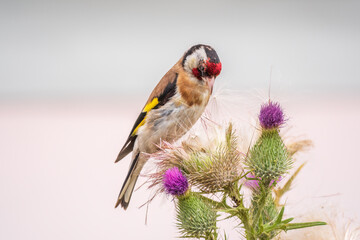European goldfinch, feeding on the seeds of thistles. Carduelis carduelis.