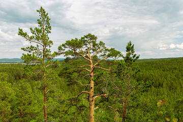 Tops of the pines rise above the coniferous forest