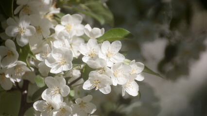 white flowers of a flowering tree in summer