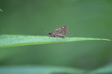 Butterfly Onryza maga takeuchii (Matsumura, 1929), Taiwan Yellow-spotted butterfly.