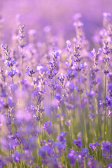 Blossoming lavender field. Purple lavender flowers with selective focus. Aromatherapy. Concept of natural cosmetics and medicine. Sun glare and foreground blur