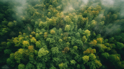 Naklejka na ściany i meble Aerial view of dense green forest in morning fog. Top view