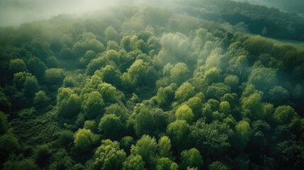 Naklejka na ściany i meble Aerial view of foggy forest in autumn. Top view from drone.