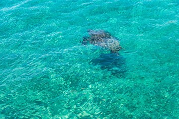 Fototapeta na wymiar turtle swimming in the sea