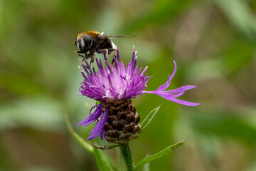 Distel mit Hummel
