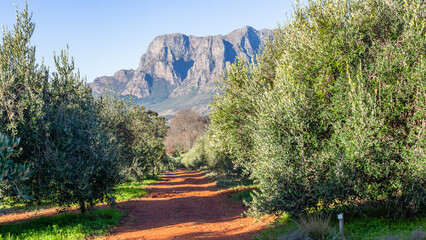 Olive Trees Orchards Farm Mountains Blue Sky Scenic Landscape