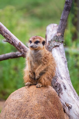 Fototapeta premium Meerkat, Suricata suricatta, on hind legs. Portrait of meerkat standing on hind legs with alert expression. Portrait of a funny meerkat sitting on its hind legs.