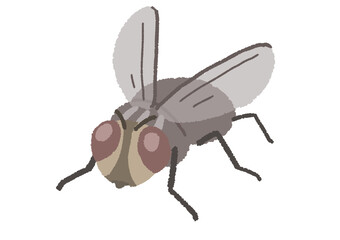 ハエ