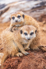 A group of cute meerkats. Meerkat Family are sunbathing.