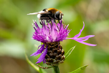 Distel mit Hummel