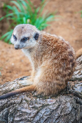 Fototapeta premium Meerkat, Suricata suricatta, on hind legs. Portrait of meerkat standing on hind legs with alert expression. Portrait of a funny meerkat sitting on its hind legs.