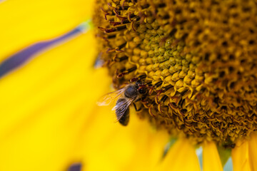 A bee pollinates a sunflower. Pollination of flowers. sunflower pollen